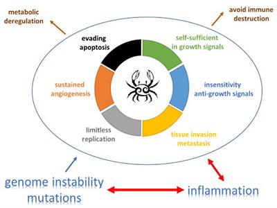 Inflammation as a Key Outcome Pathway in Particle Induced Effects in the Lung